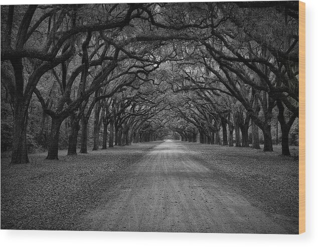 Forest Wood Print featuring the photograph Wormsloe Plantation Trees by Jon Glaser