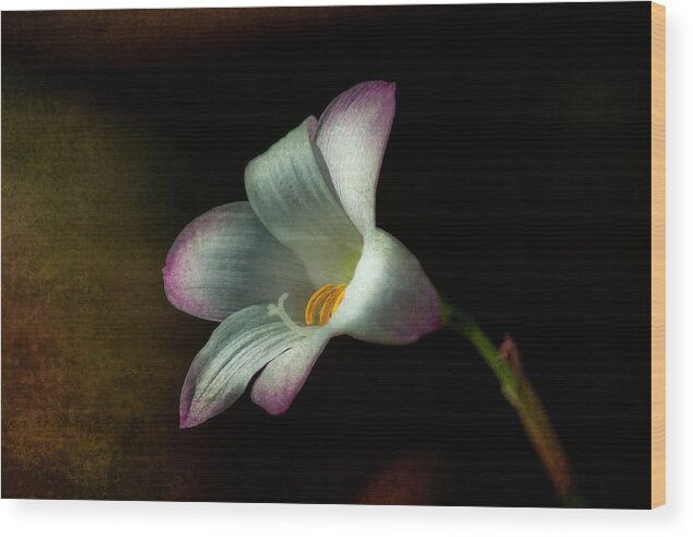  Architectural Wood Print featuring the photograph Day Lilly #2 by Lou Novick