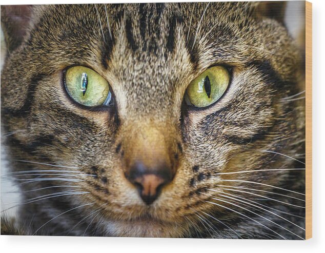 Cat Wood Print featuring the photograph Up Close and Personal with Kitty #1 by Rick Deacon