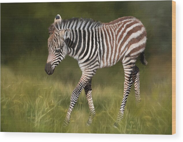 Zebra Wood Print featuring the photograph A Walk On the Wild Side by Donna Kennedy