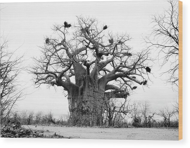 Art Wood Print featuring the photograph Ancient Baobab by Mia Badenhorst