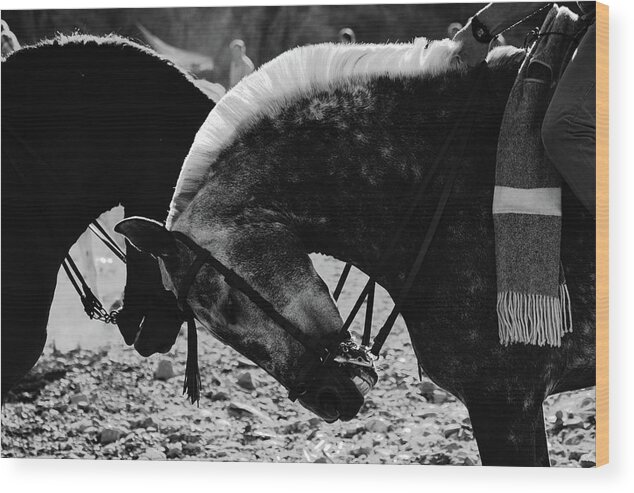 Andalusia Wood Print featuring the photograph Andalusian horses by Gary Browne