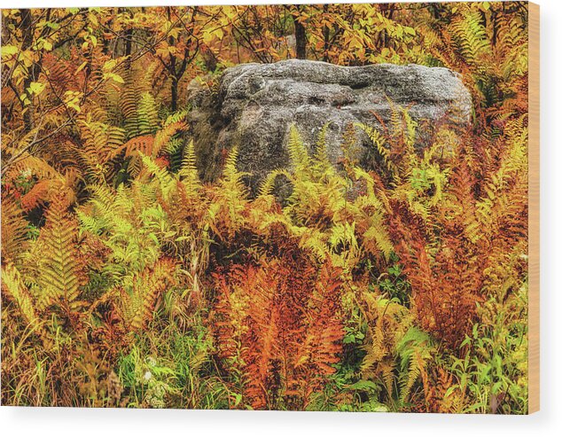Fall Wood Print featuring the photograph Autumn Simply Ferns by Dan Carmichael