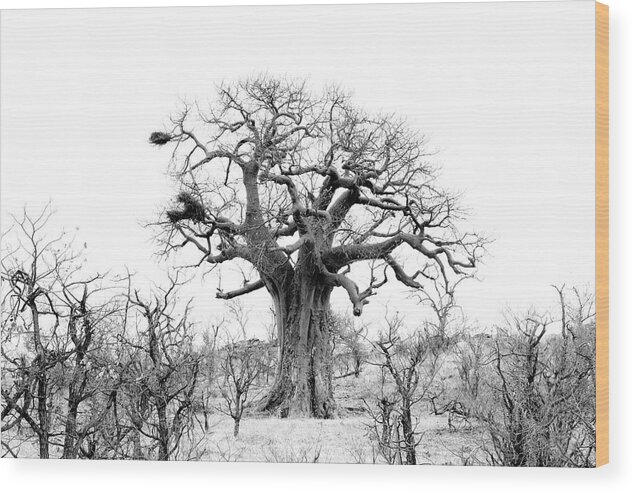  Wood Print featuring the photograph Baobab View by Mia Badenhorst