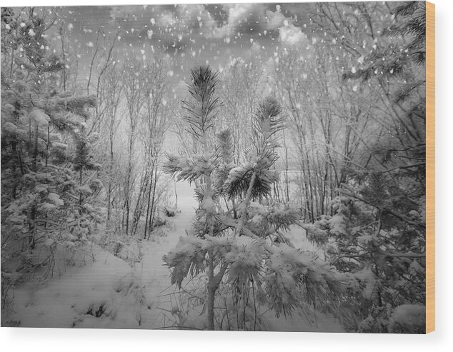 Wintertime Wood Print featuring the photograph Blizzard In Jurmala Latvia by Aleksandrs Drozdovs