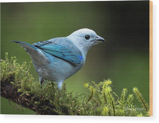 Gary Johnson Wood Print featuring the photograph Blue-Grey Tanager by Gary Johnson