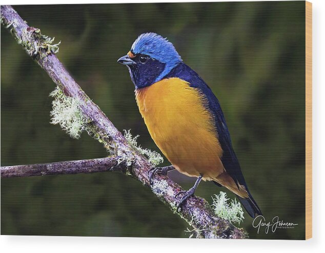 Gary Johnson Wood Print featuring the photograph Blue-Hooded Euphonia by Gary Johnson