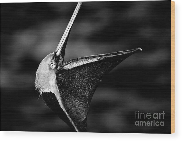 Pelicans Wood Print featuring the photograph The Dreamcatcher by John F Tsumas