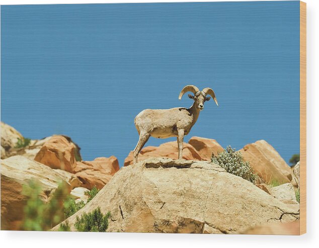Capitol Reef National Park Wood Print featuring the photograph Capitol Reef Big Horn by Jessica Yurinko
