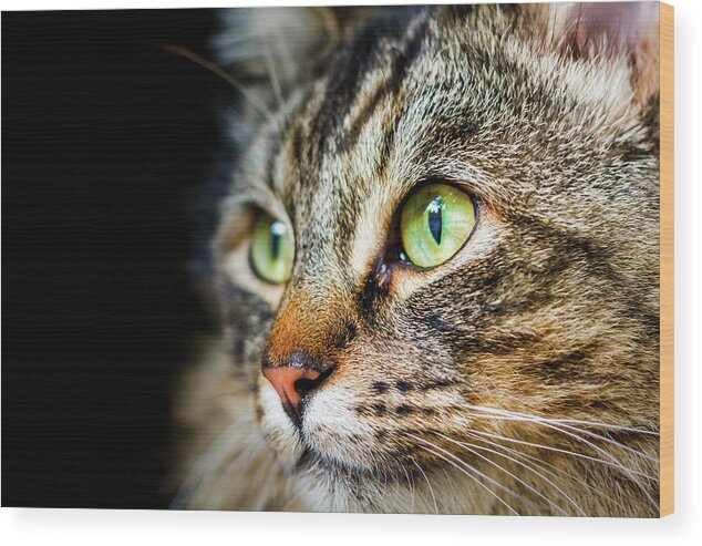 Cat Wood Print featuring the photograph Cat Stare by Rick Deacon