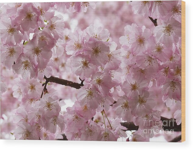 Cherry Blossoms Wood Print featuring the photograph Pink Petals and Raindrops by Fantasy Seasons