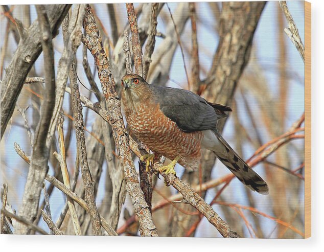 Cooper's Hawk Wood Print featuring the photograph Cooper's Hawk by Donna Kennedy