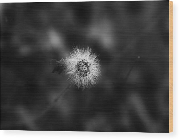 Monochrome Wood Print featuring the photograph Dandelion in Monochrome/Artwork by Aleksandrs Drozdovs