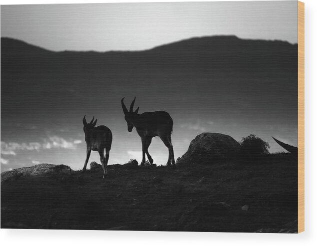 Ibex Wood Print featuring the photograph Daybreak by Gary Browne