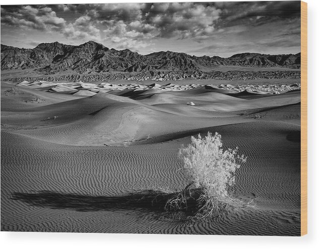 Landscape Wood Print featuring the photograph Death Valley Shrub by Jon Glaser