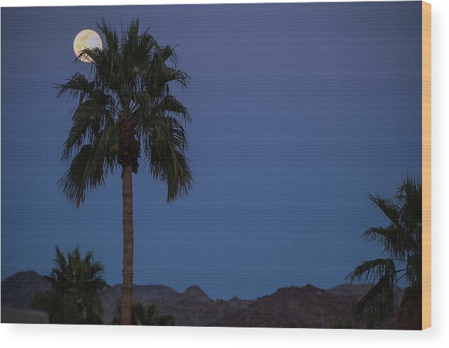 Snow Full Moon Rise Wood Print featuring the photograph Desert Snow Full Moon Rise, Palm Tree Silhouette by Bonnie Colgan