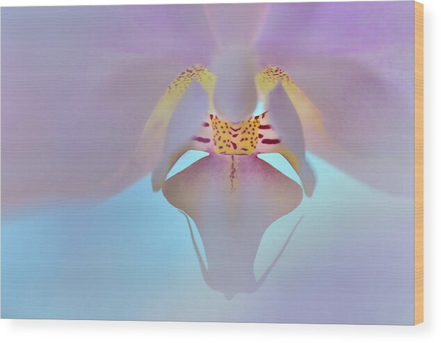 Lensbaby Omni Wood Print featuring the photograph Dreamy Orchid by Carol Eade