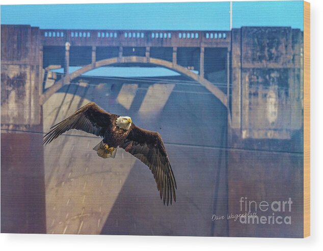 Eagle Wood Print featuring the photograph Eagle at the Dam by David Wagenblatt