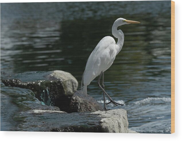Egret Wood Print featuring the photograph Egret Stepping Out by Bonnie Colgan
