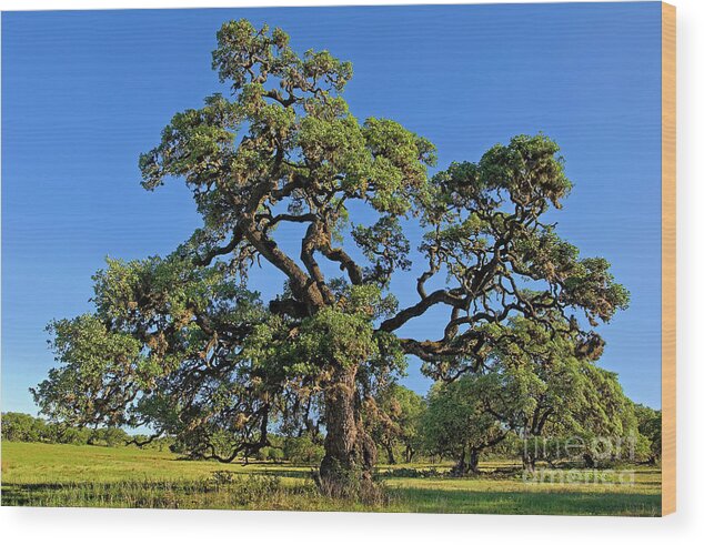 Dave Welling Wood Print featuring the photograph Escarpment Oak Quercus Fusiformis Hill Country Texas by Dave Welling