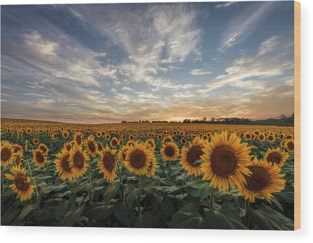 America Wood Print featuring the photograph Field of Gold by Scott Bean