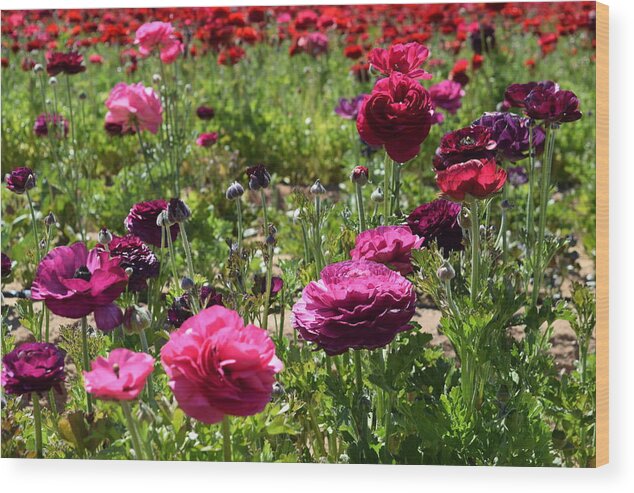 Flower Wood Print featuring the photograph Purple-Pink Giant Tecolote Ranunculus flowers by Bnte Creations