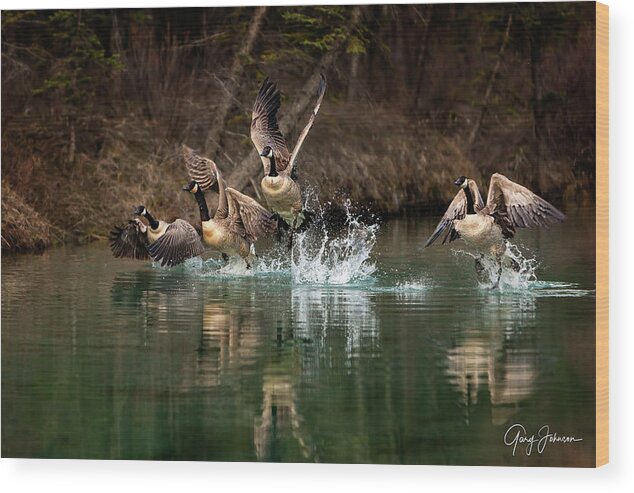Canada Wood Print featuring the photograph Fly Away Home by Gary Johnson