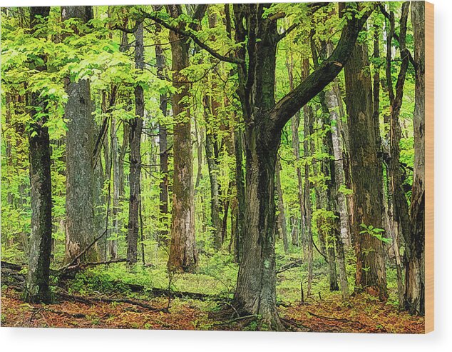 Mountains Wood Print featuring the photograph Forest Floor Spring Trees fx 503 by Dan Carmichael