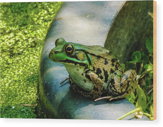Animals Wood Print featuring the photograph Frog Hollow by Louis Dallara