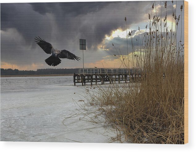 Frozen Photography Wood Print featuring the photograph Frozen River And Flying Crow Jurmala  by Aleksandrs Drozdovs