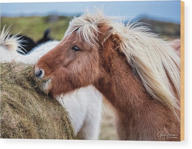 Iceland Wood Print featuring the photograph Icelandic Farm Horse by Gary Johnson