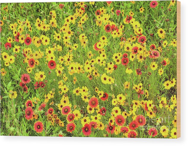 Dave Welling Wood Print featuring the photograph Indian Blanketflowers And Coreopsis Texas by Dave Welling