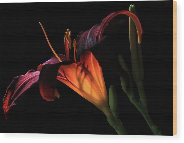 Red Lily Wood Print featuring the photograph Lily Ambiance by Donna Kennedy