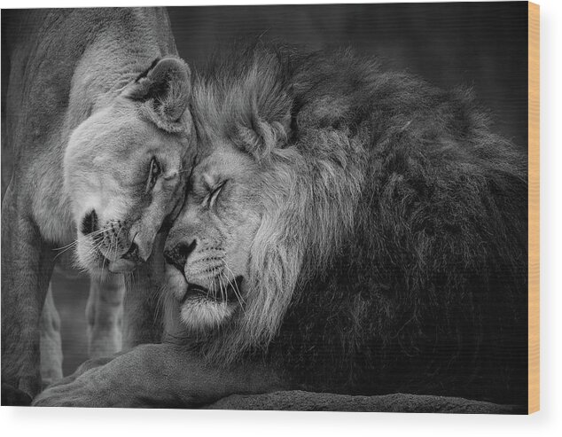 Lion Wood Print featuring the photograph Lions in Love by Emmanuel Panagiotakis