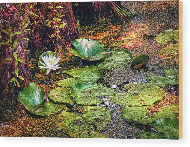 Lily Wood Print featuring the photograph Lonesome Lily by Dan Carmichael