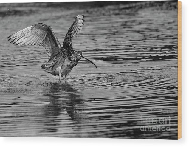 Long Billed Curlew Wood Print featuring the photograph Ripples by John F Tsumas