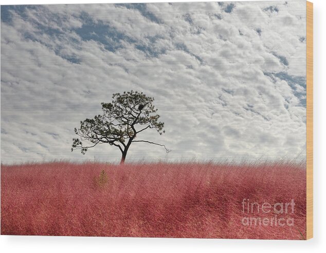 Anseong Farmland Wood Print featuring the photograph Magical Muhly by Rebecca Caroline Photography
