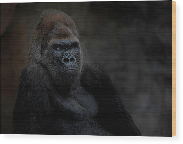 Larry Marshall Photography Wood Print featuring the photograph Majestic Gorilla by Larry Marshall