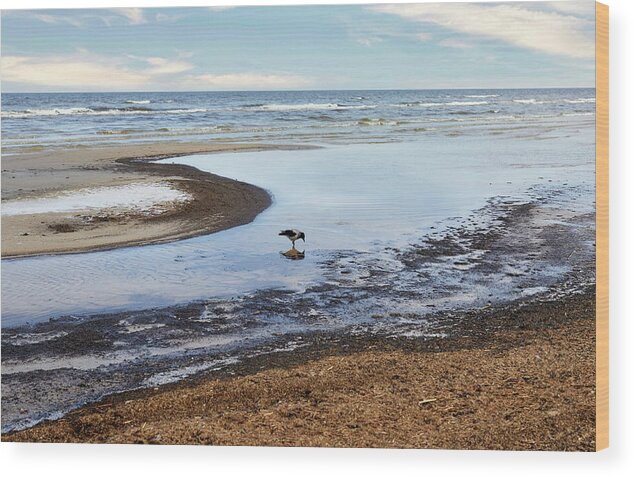 Photography #beach Photography #frozen Beach#low Tide #march Weather #one Crow #sea Mirror #beach Lines #clear Morning Light #jurmala Beach Wood Print featuring the photograph Nature Mirror On The Beach Jurmala by Aleksandrs Drozdovs