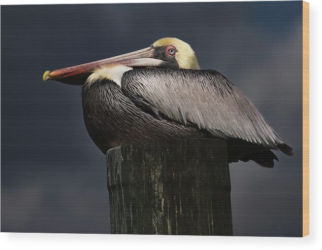 Birds Wood Print featuring the photograph Pelican on a Pole by Larry Marshall