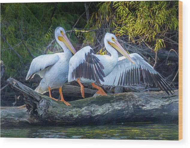 Pelican Wood Print featuring the photograph Pelicans on the Shore by David Wagenblatt