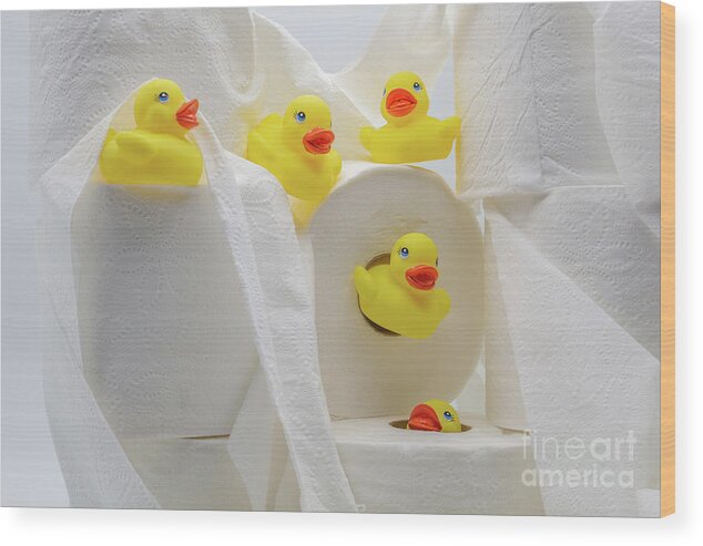 Duckies Wood Print featuring the photograph Potty Time by John Hartung