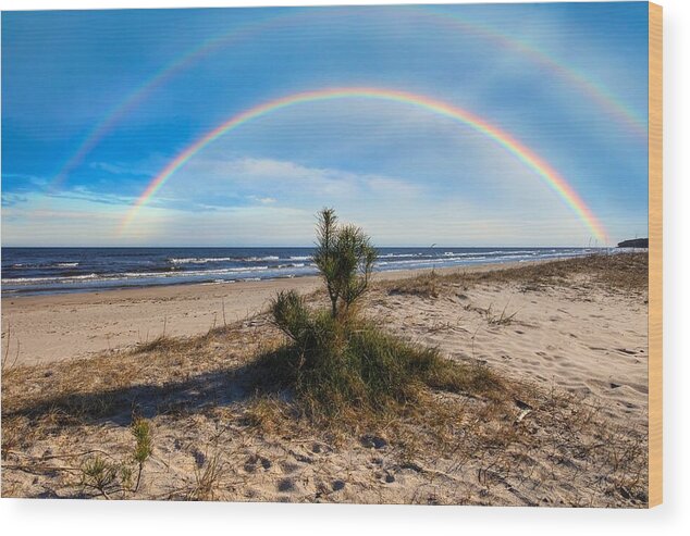 Little Pine Wood Print featuring the photograph Rainbow And Little Pine On The Beach Jurmala / Elite Special Feature by Aleksandrs Drozdovs