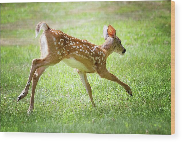 Bucks County Wood Print featuring the photograph Running Fawn by David Oakill