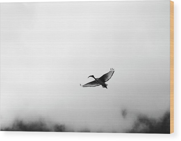  Wood Print featuring the photograph Sacred Flight by Mia Badenhorst