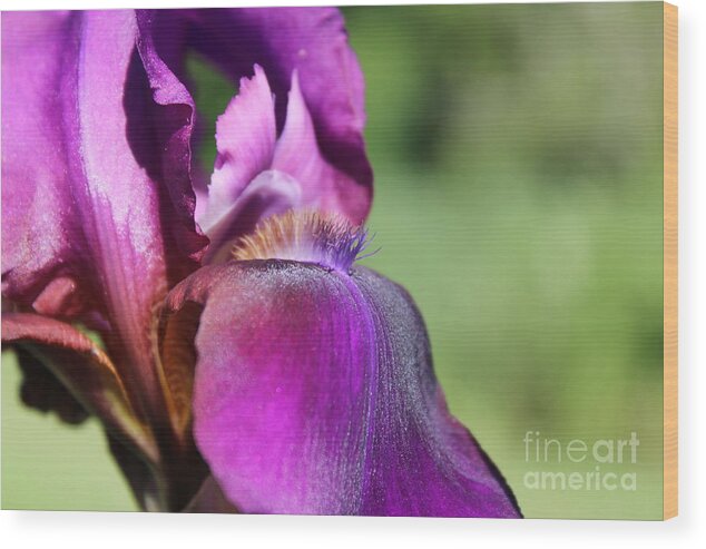 Purple Iris Wood Print featuring the photograph Shades of Purple by Fantasy Seasons