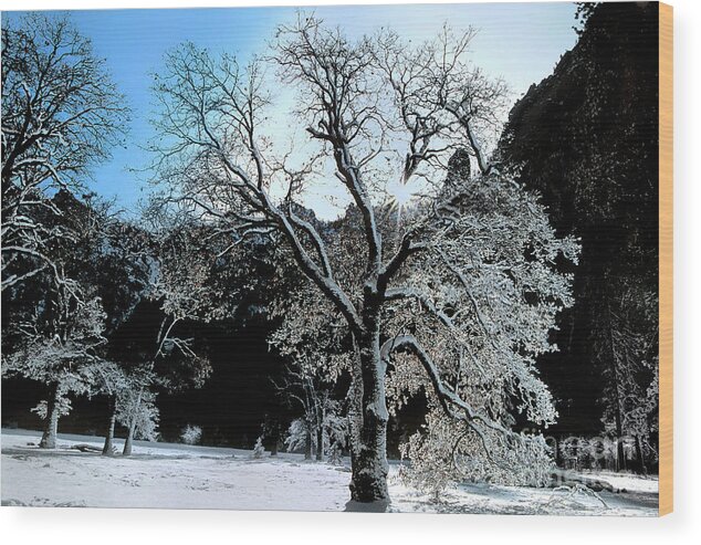 Dave Welling Wood Print featuring the photograph Snow Covered Black Oaks Quercus Kelloggii Yosemite by Dave Welling