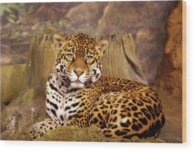 Milwaukee County Zoo Wood Print featuring the photograph Stella by Deb Beausoleil