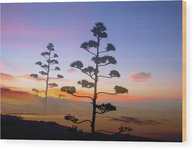 Impressionistic Wood Print featuring the photograph Symphony of the Agave Americana by Gary Browne