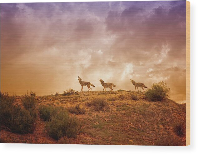 Coyote Wood Print featuring the digital art Three Part Harmony by Nicole Wilde